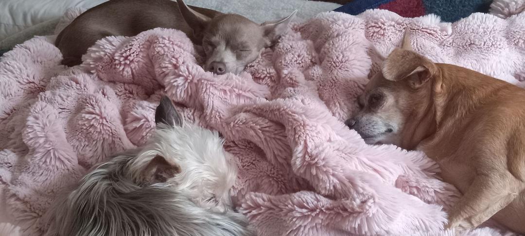 Gracie Mae just got home from being spayed and has been welcomed by her sisters. She has got some food in her tummy and getting her nap on now. I sure worried about her being in that cage last night. I was so happy to go ge