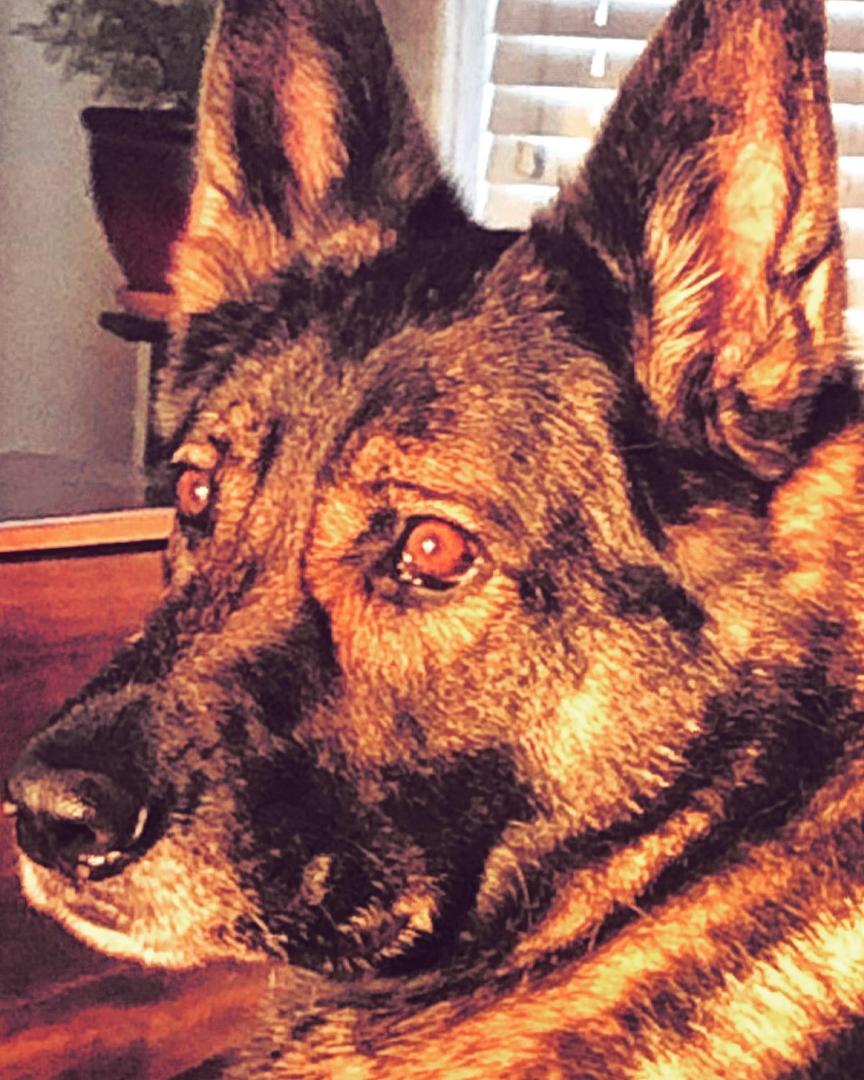 #germanshepherd #nikkidog