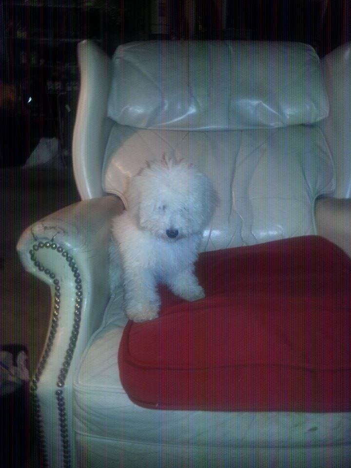 Just found me a new best friend ! Need help nameing her . shes is only 5 months old !