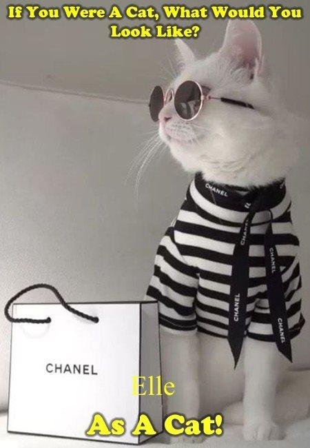 Shelley....even as a cat, I gotta be sylin' !