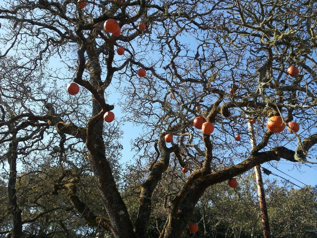 Our wonderful neighbors decorate their oak tree every Halloween!