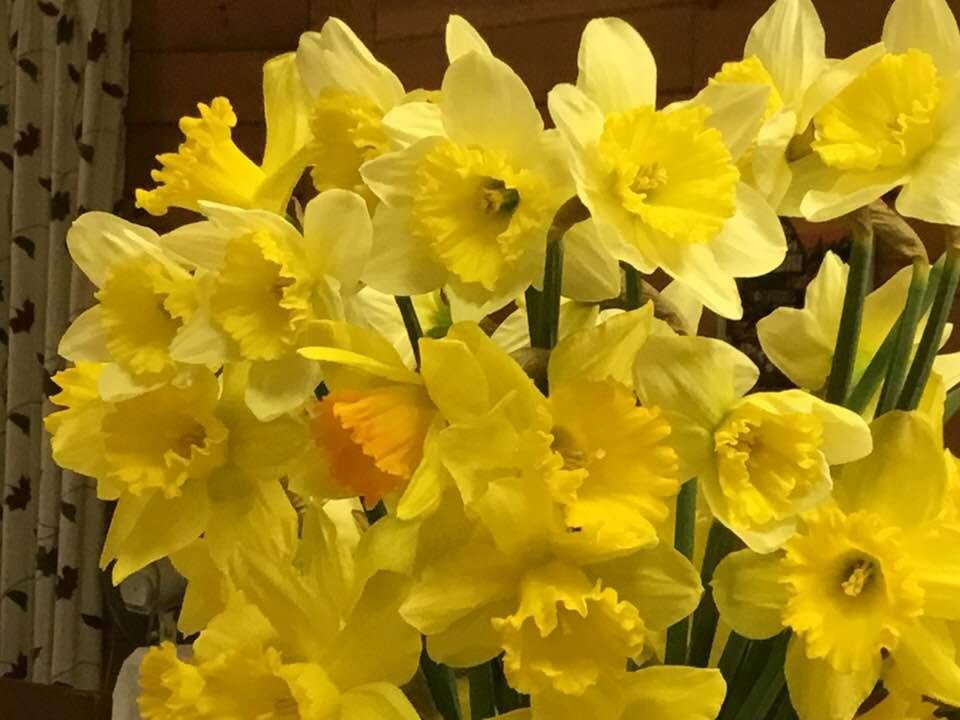 Expecting snow tonight so Bill picked a few daffodils. Can’t even tell where he took them out 🤩