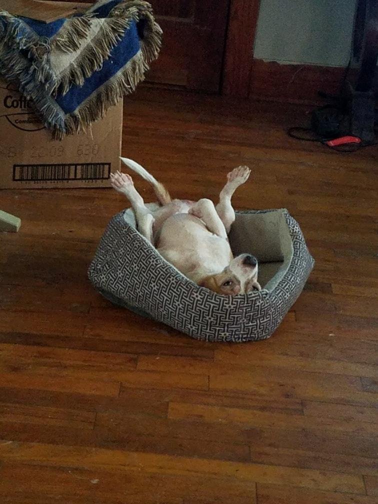 My Lucky dog living the life in front of the heater