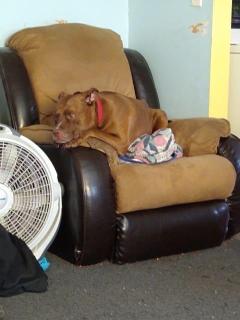#mypetchallenge