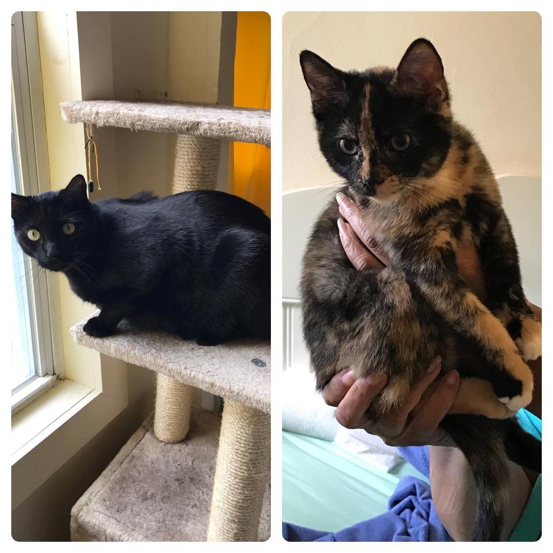 My babies, Apollo and Bambi <3