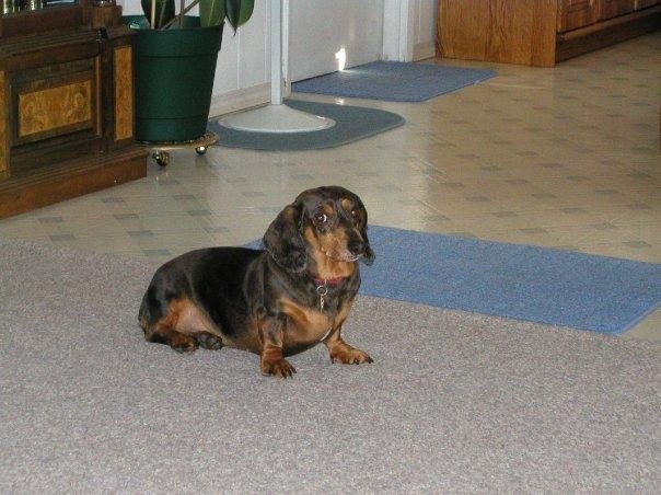 Tippy - 8 yrs old