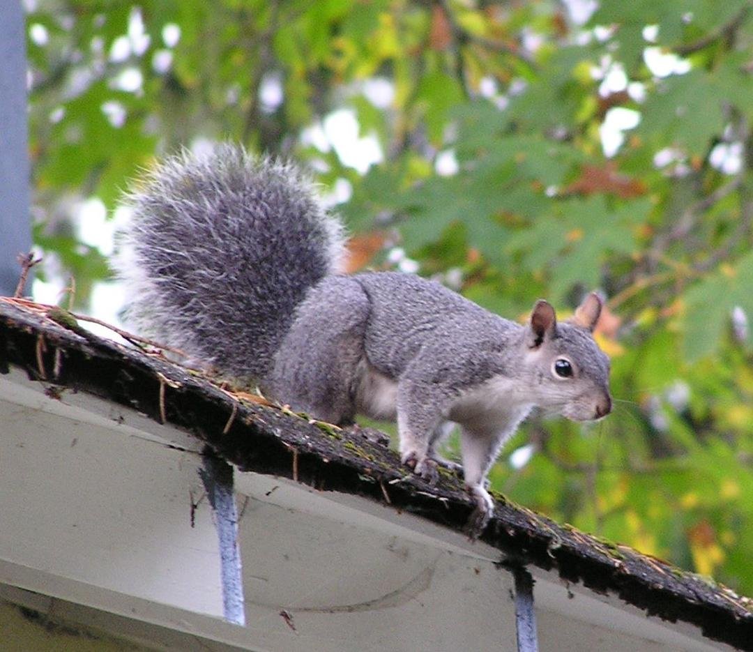 Who's on my roof?
