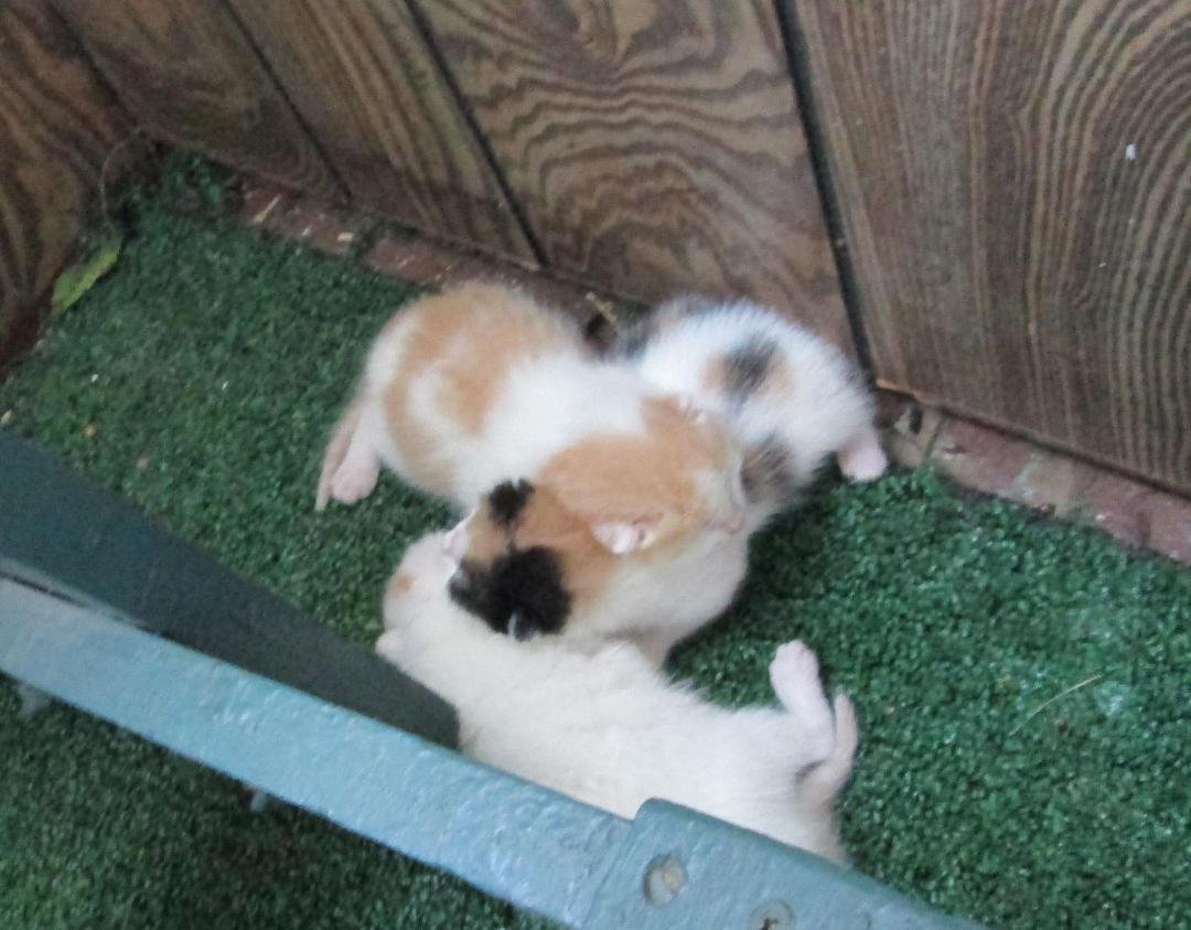 I also now have 3 New Employee's. There Names are: "Frank" "Spanks" and "Dynamite"