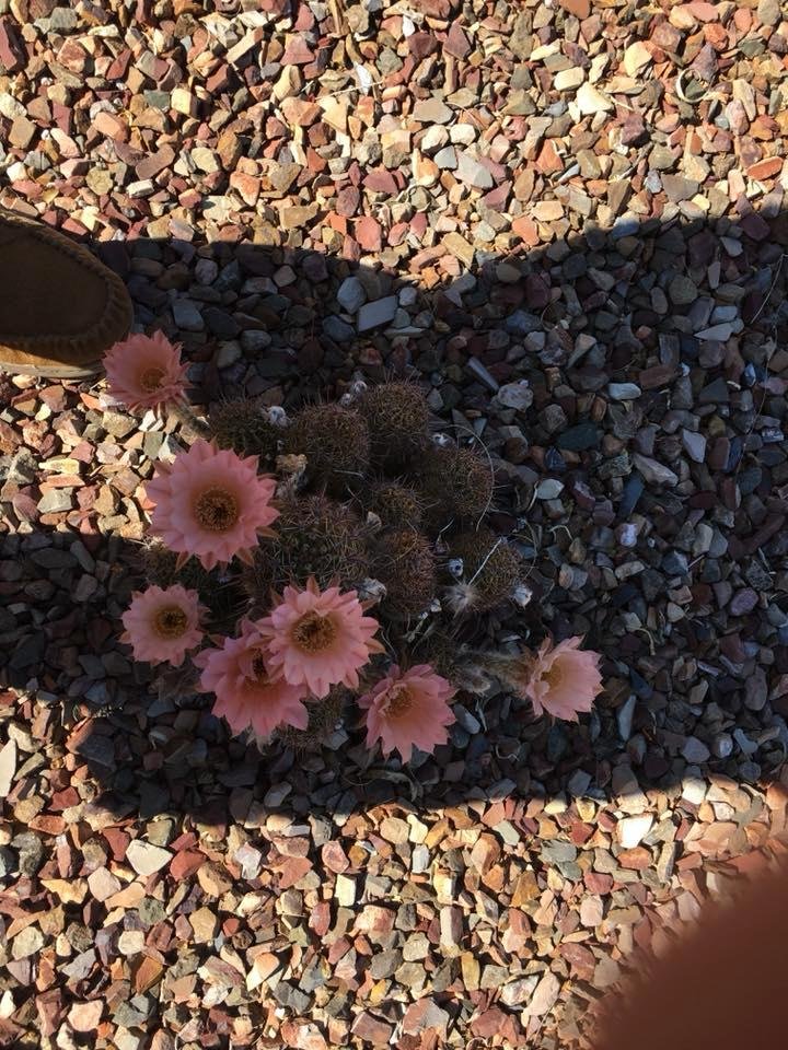Kathy Morasky's album, Mobile Uploads