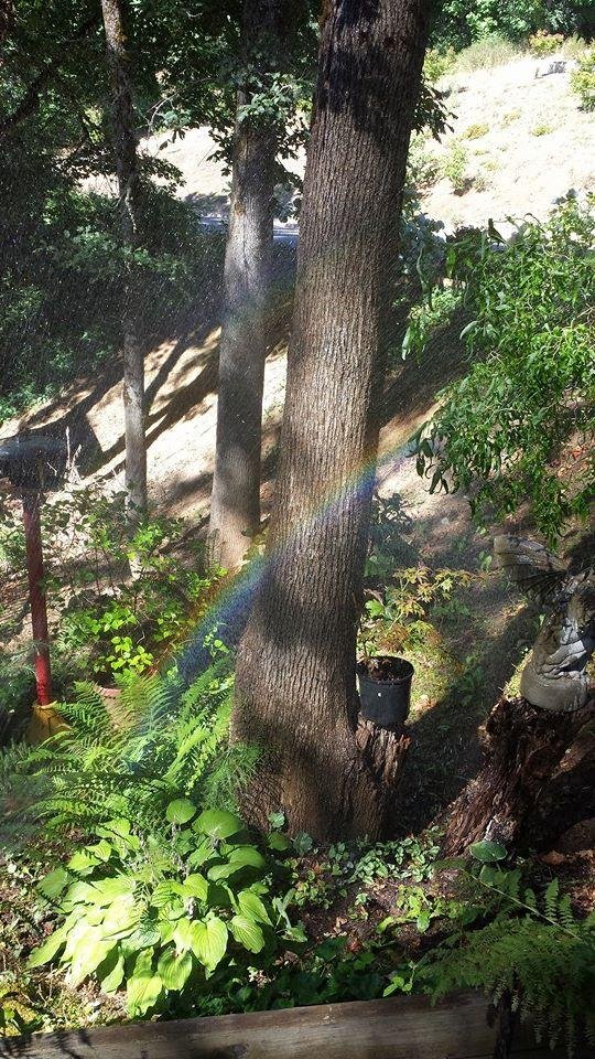 Rainbow in my yard observed by Mason Whitney Stearns