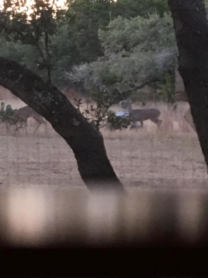 outside our living room window of the ranch house we are staying in.