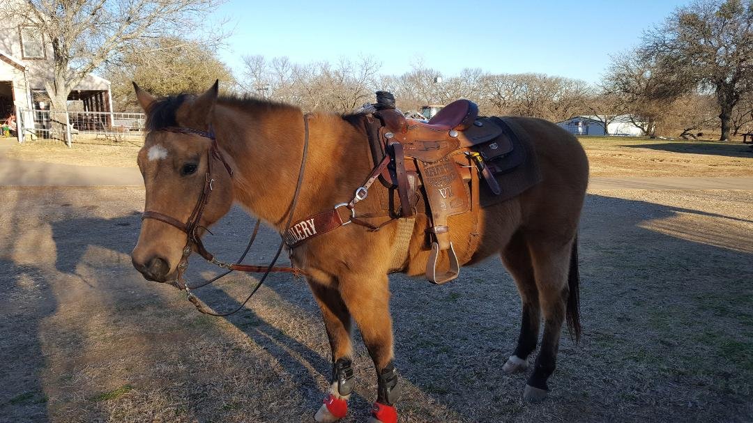 Great Practice yesterday, weather was perfect..... My rodeo horse was ready for the workout...