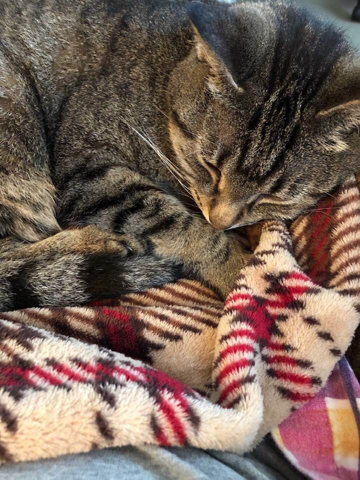 My little girl Lucy, she is 16 we got her from shelter in 2003❤️