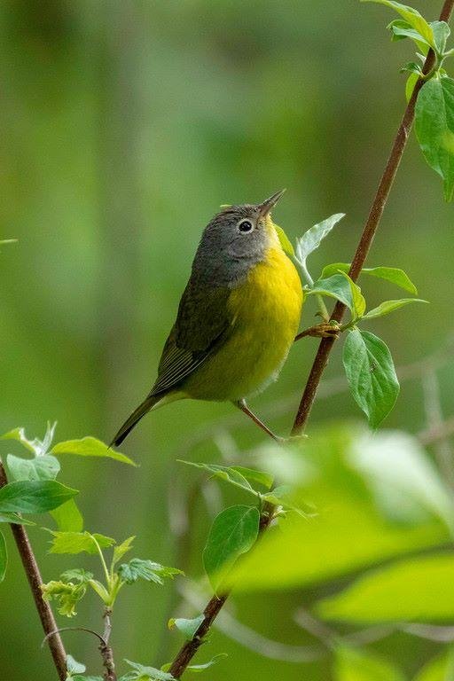 Nashville Warbler