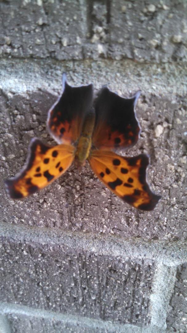 This is with her wings open, Pretty Kool right?