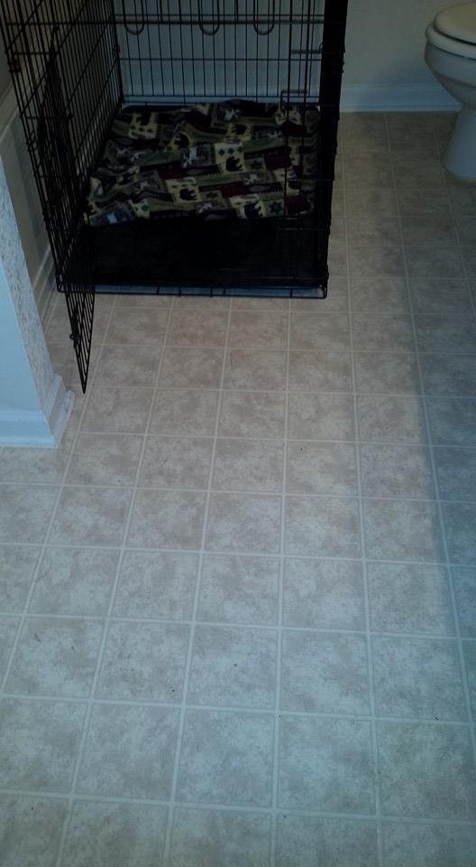 Clean floor and one of the cages, still cleaning other one while I take a break