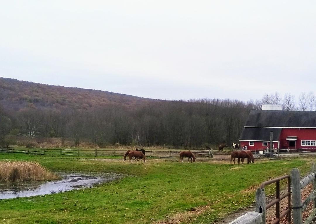 Horses out this AM.