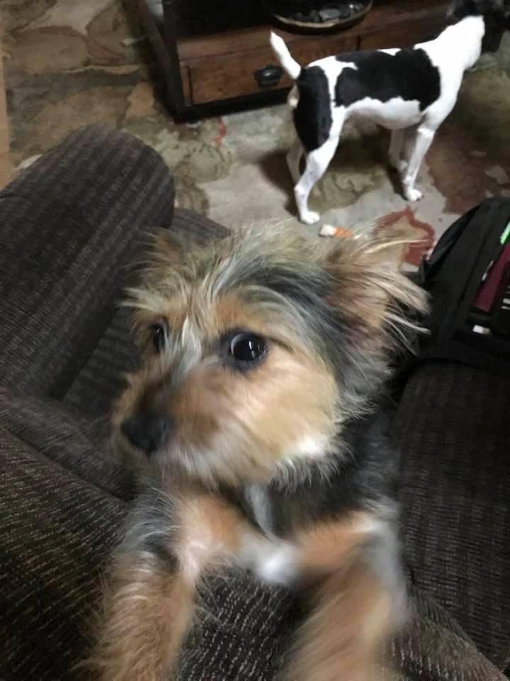 Clover with Bo in the background