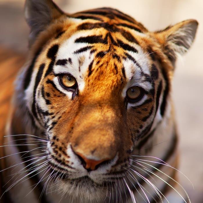 "Young Tiger" puzzle, from https://puzzledhearts.com/ph