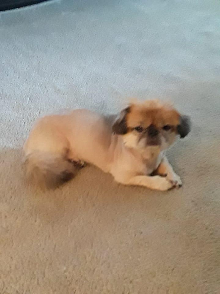 Happy National Doggie Day!!!