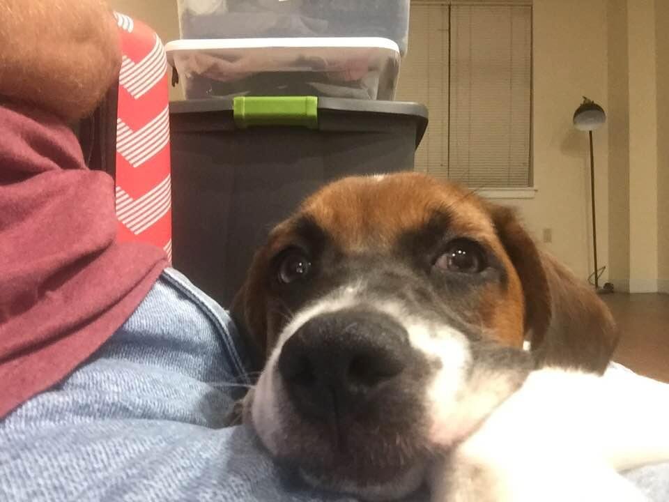 This is my newest best friend. His name is Finn and he is Dana’s puppy.