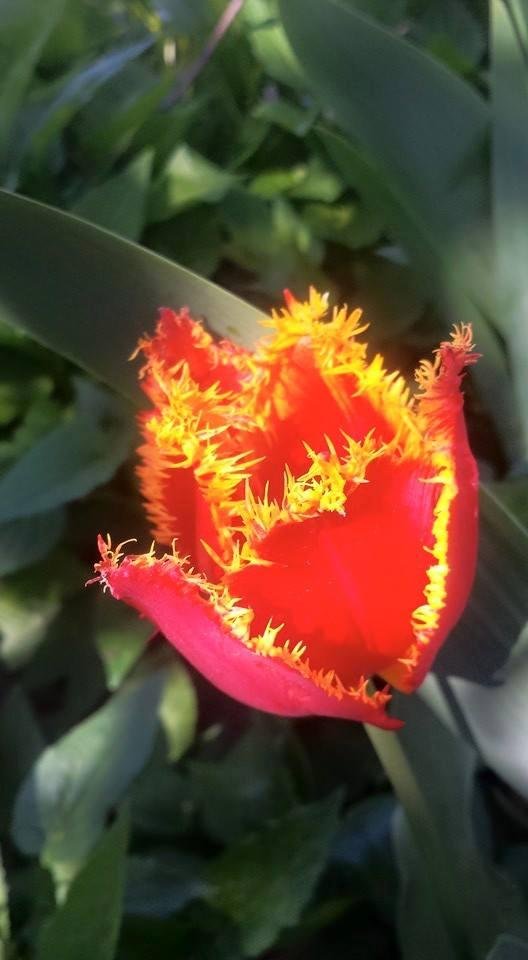 My tulips  grew  spikes  while I was  away