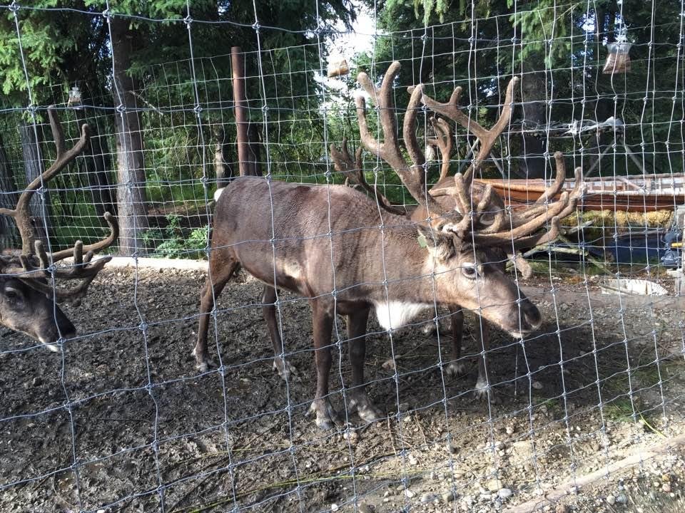 One of Santa's reindeer!