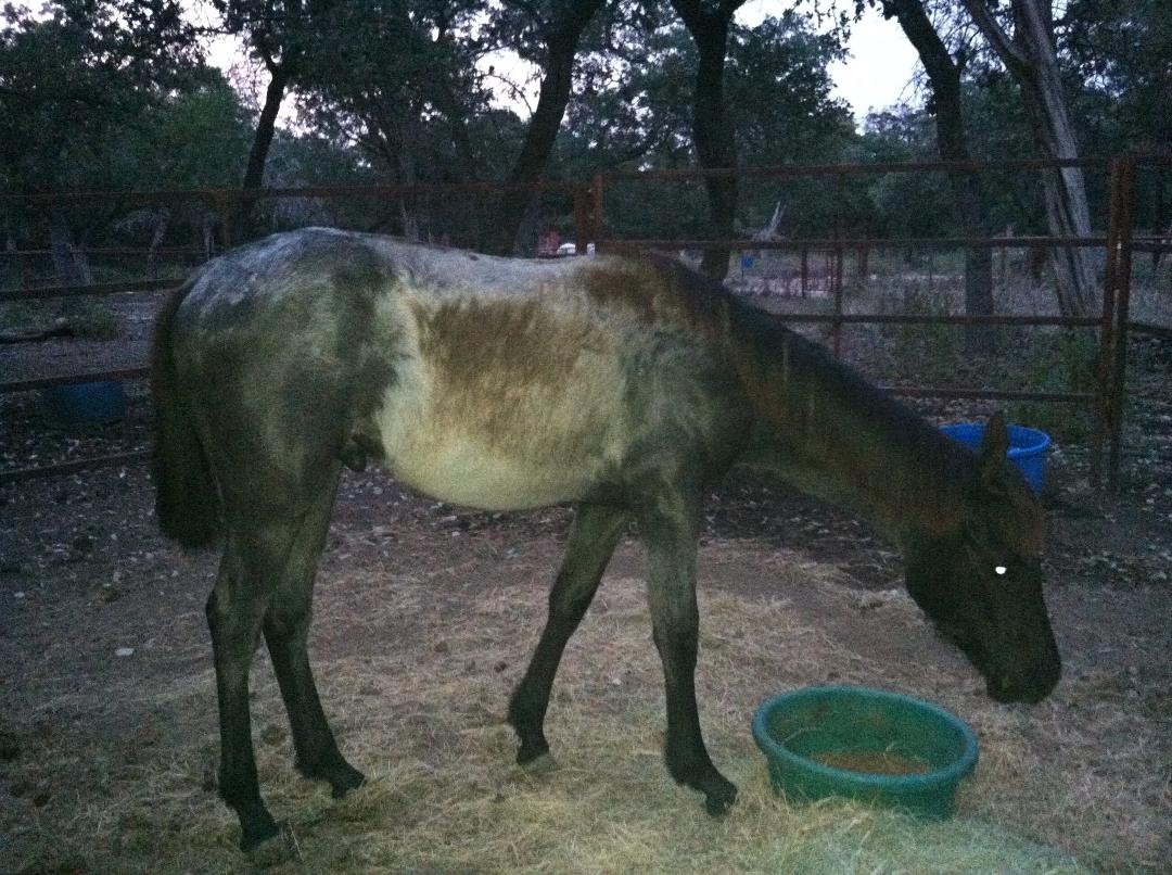 After a little brushing... his first day with a halter and learning to lead...dewormed and fly sprayed...
