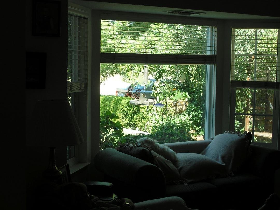 Our exclusive Bay Window entertainment, with of course one of our dear babies
Jumper Jack Flash taking a well desired nap.