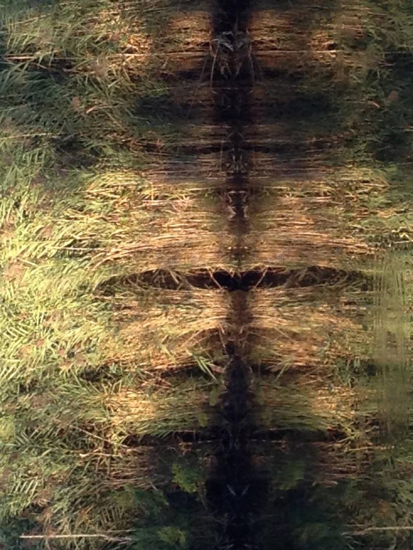 Water Spirits 
What do you see