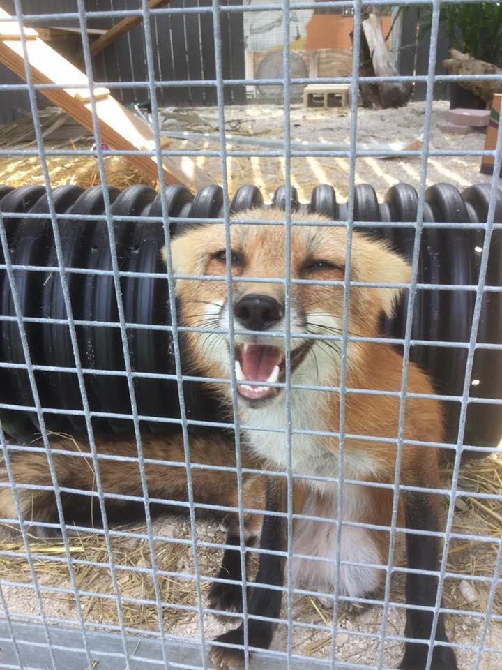Got to meet the new red fox 🦊 (through the fence).