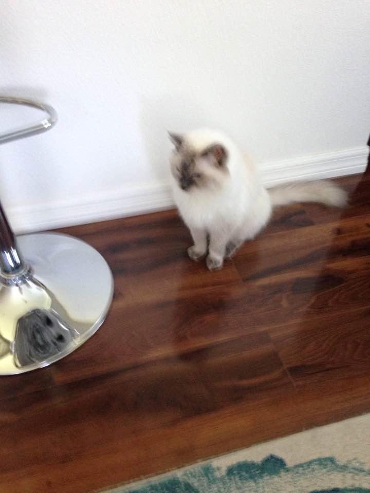 This is Tinkerbell my ragdoll kittie who will be 19 years old on September 20, 2017. I got her back in 1999 when she was a kitten.