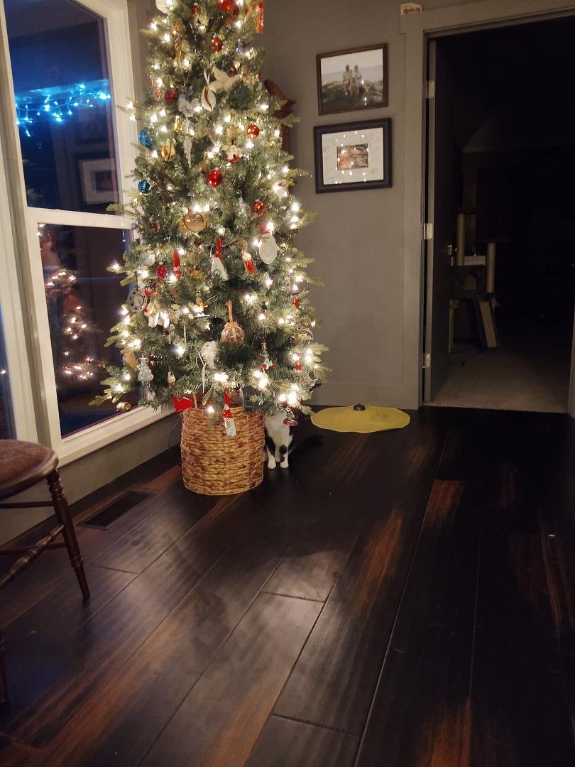 Cat? What cat?!?