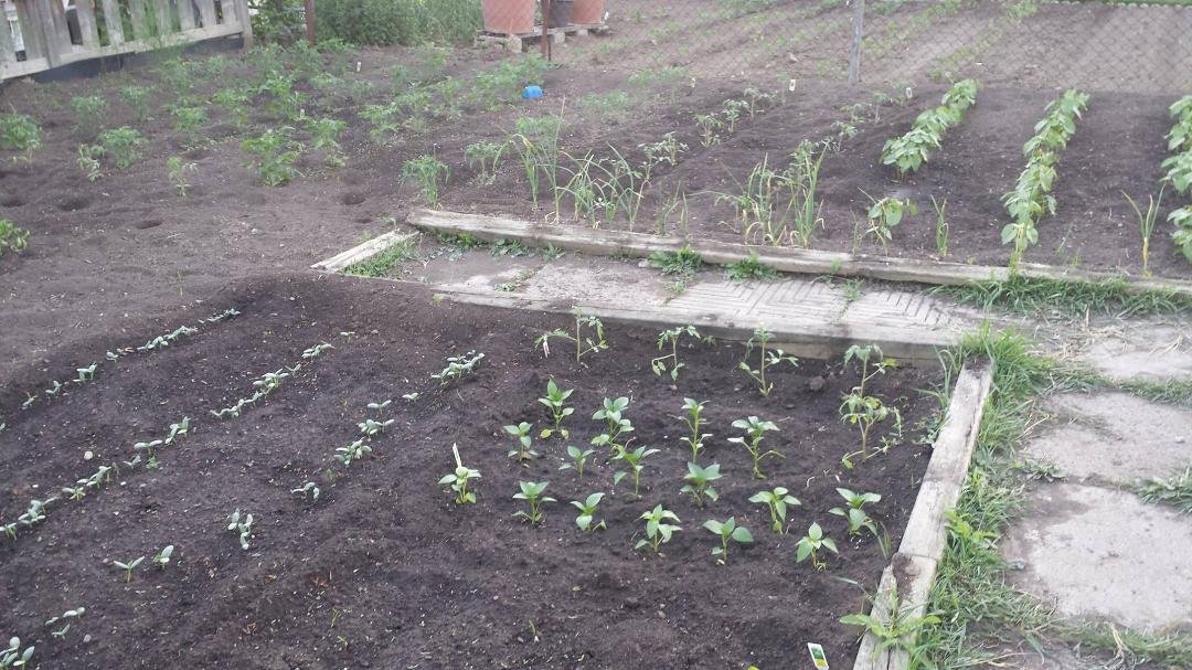 garden is planted - i scalled back to only 60 tomato plants this year-spending too many weekends at the cottage to look after it properly