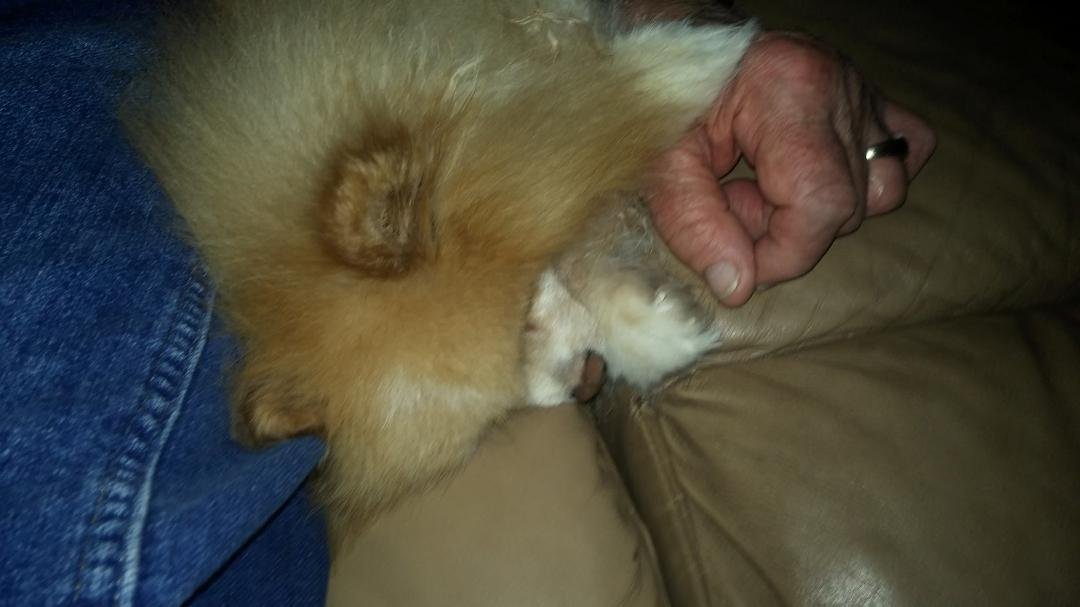 My buddy Riley and me watching late night tv, well I am anyway!