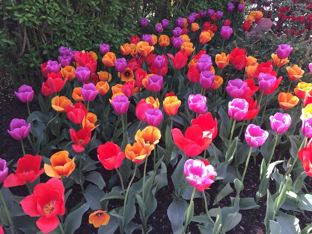 Fields of Tulips
Skagit Valley, WA
April 8,2016