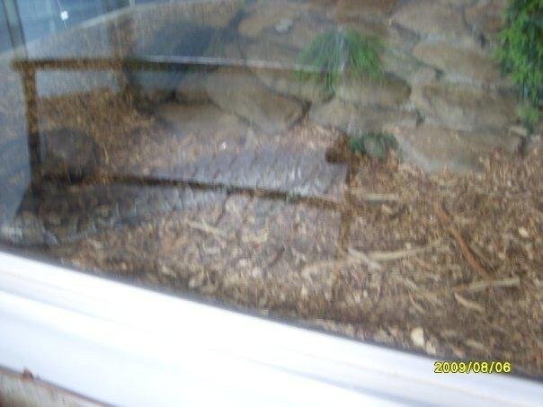 Python
