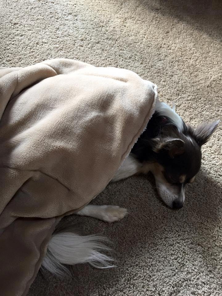 He is all comfy