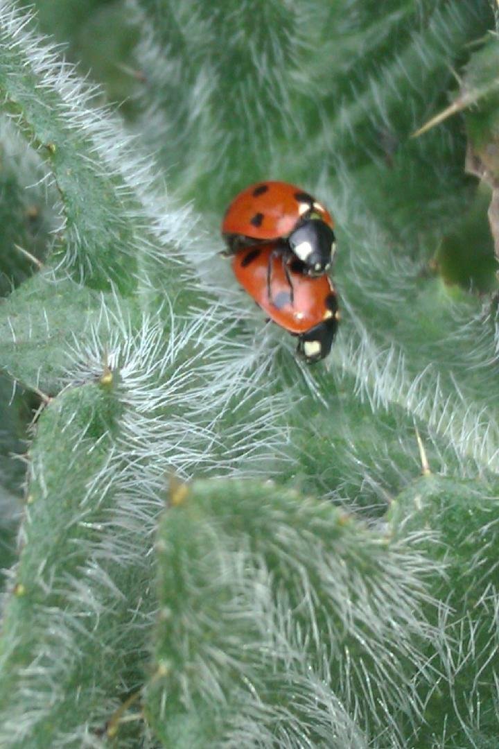 X Rated. I had never thought about how bugs reproduce. But I saw these two in action this afternoon. There was some serious action going on. too bad I could not have gotten it on video. My son got this picture for me.