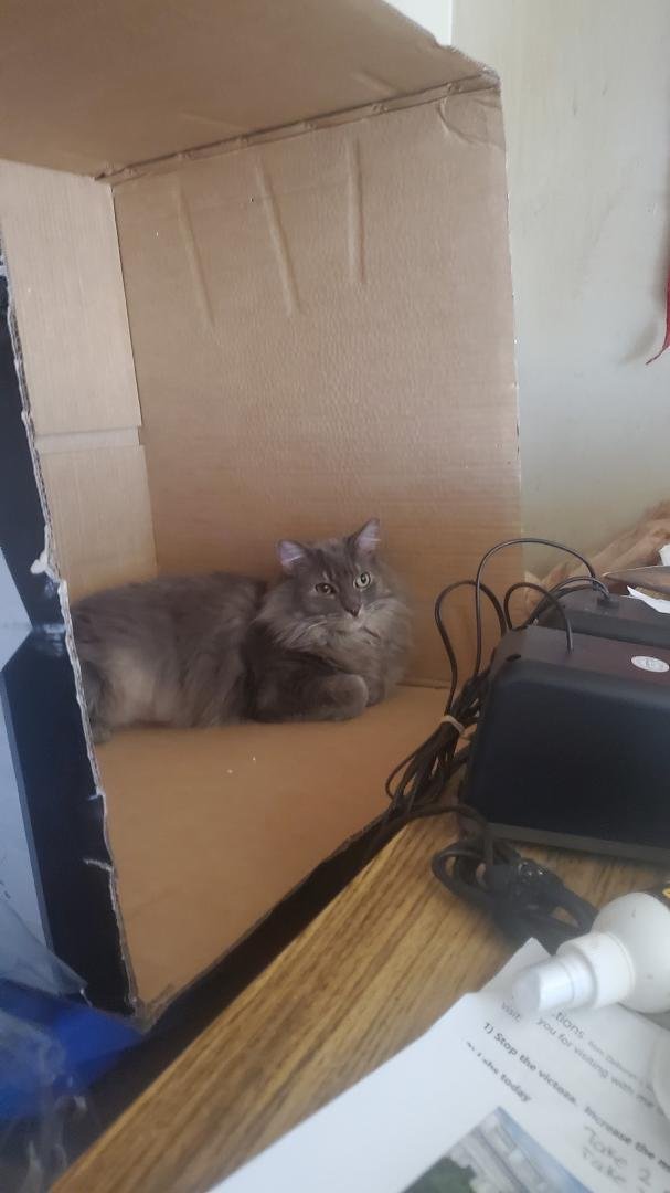 I took Gibbs in to the vet for x-rays and blood work and to get his nails clipped I'm worried that something wrong but to be on the safe side I just took him in his right eye is the biggest concern his a discolored eye has