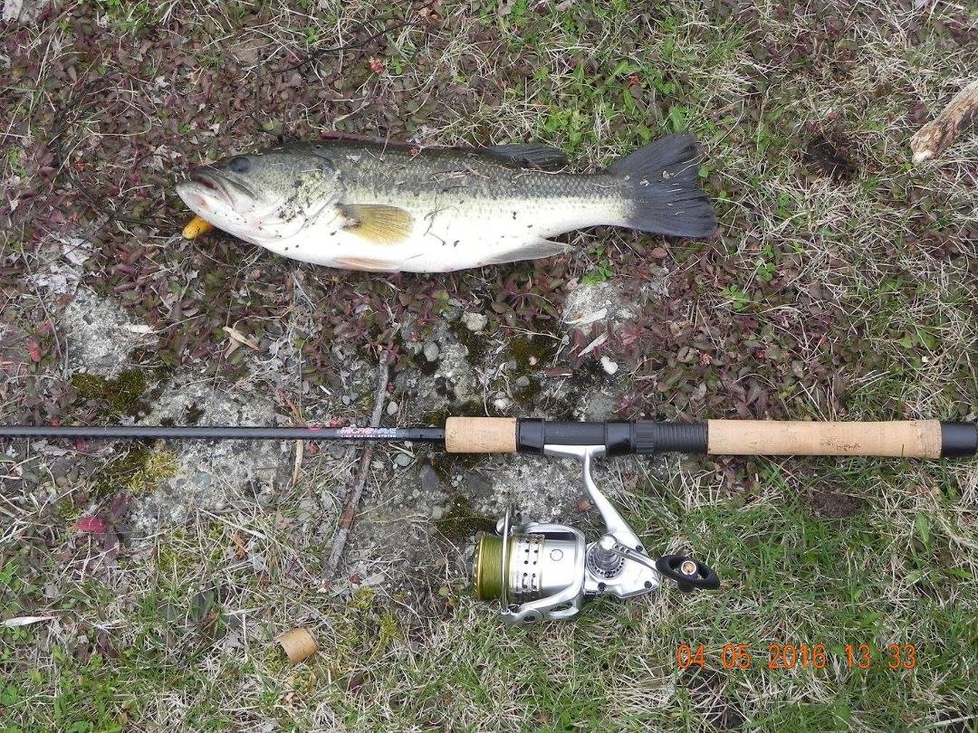 14 inch largemouth