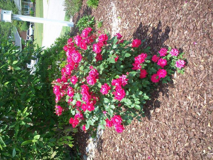Elizabeth Long's album, Timeline photos