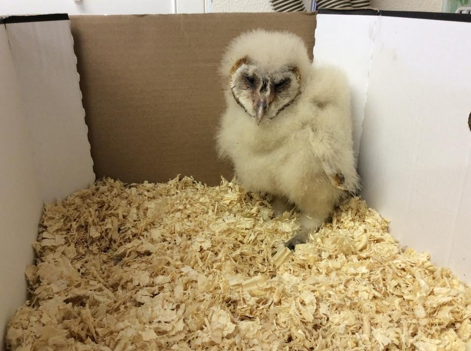 What a surprise we woke up to this morn! Several yrs. ago MEL built 2 nesting barns for owls and put them high on posts. We have not seen any activity until this am when Mel was looking out at his garden he saw this unusu