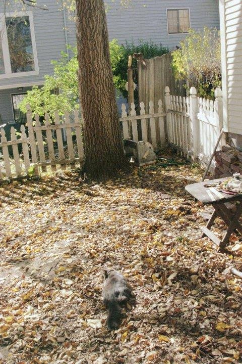 Hope springs eternal.  Peachnick is convinced he can sneak up on the squirrel and get him one of these days.