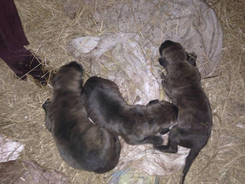 I have thread female brindle for sale, be ready in six weeks. You can mess me on FB or call 9032387964.. I'm out of town till Sunday nite.. I have mom an dad on site...