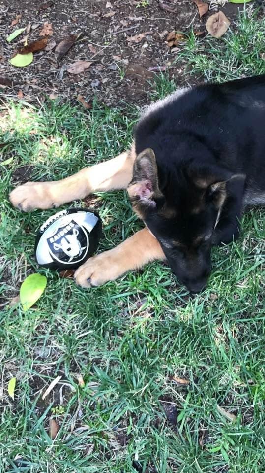 Jax know the best NFL team is Raiders