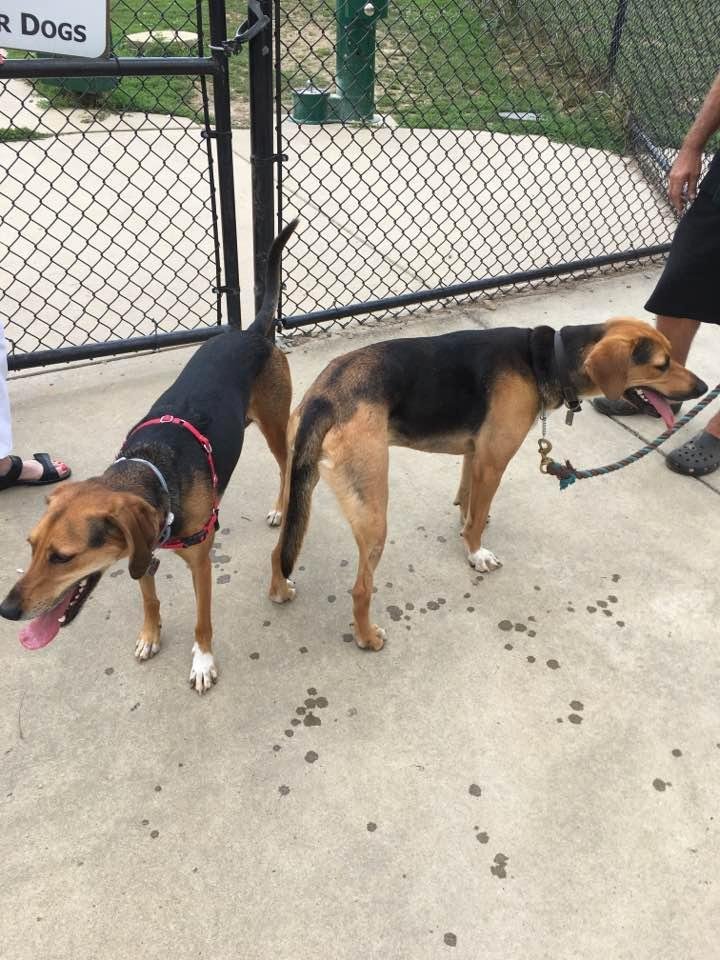 In case you haven't met Roxie, she's the one on the left. The one on the right is 3or 4 years younger and must be a brother. His name is Gage. They are at the dog park. Gage and one other friend of Roxie's will join her at