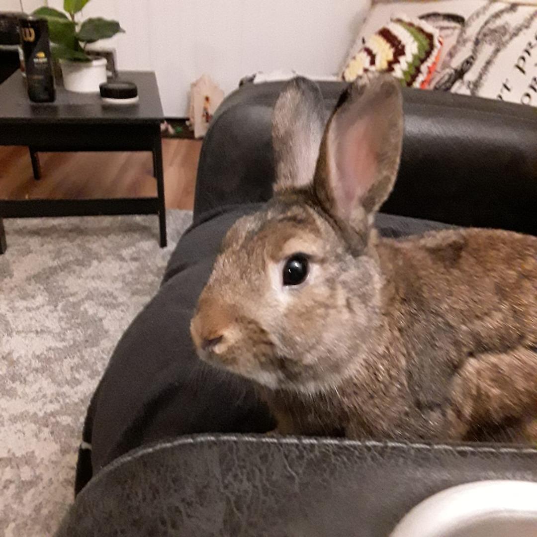 Bini wants you all to have a Hoppy Day...