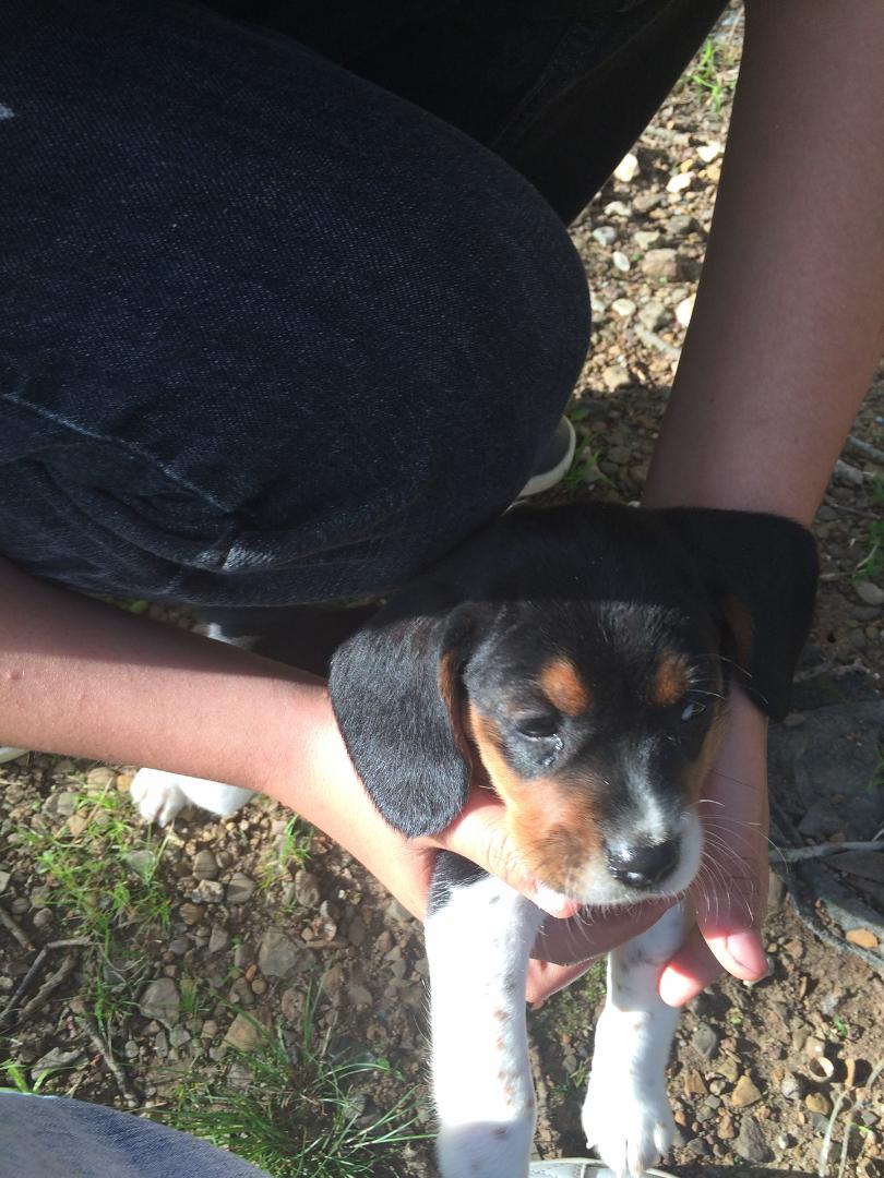 Eli's new puppy!! LELA ❤️