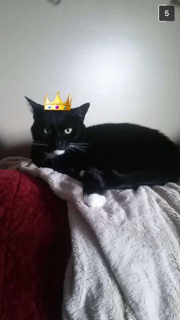 Day #2 of the fur babies photo challenge, I was nominated by Sara Cover Ohler to post a photo for 5 days of my fur babies. Today I nominate Kara Yutzy